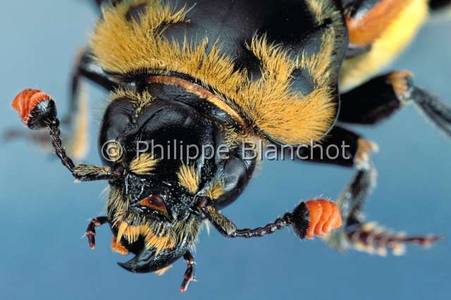 Nicrophorus vespillo.JPG - in "Portraits d'insectes" ed. SeuilNicrophorus vespilloNecrophore fossoyeurCarrion beetle ColeopteraSilphidaeFrance